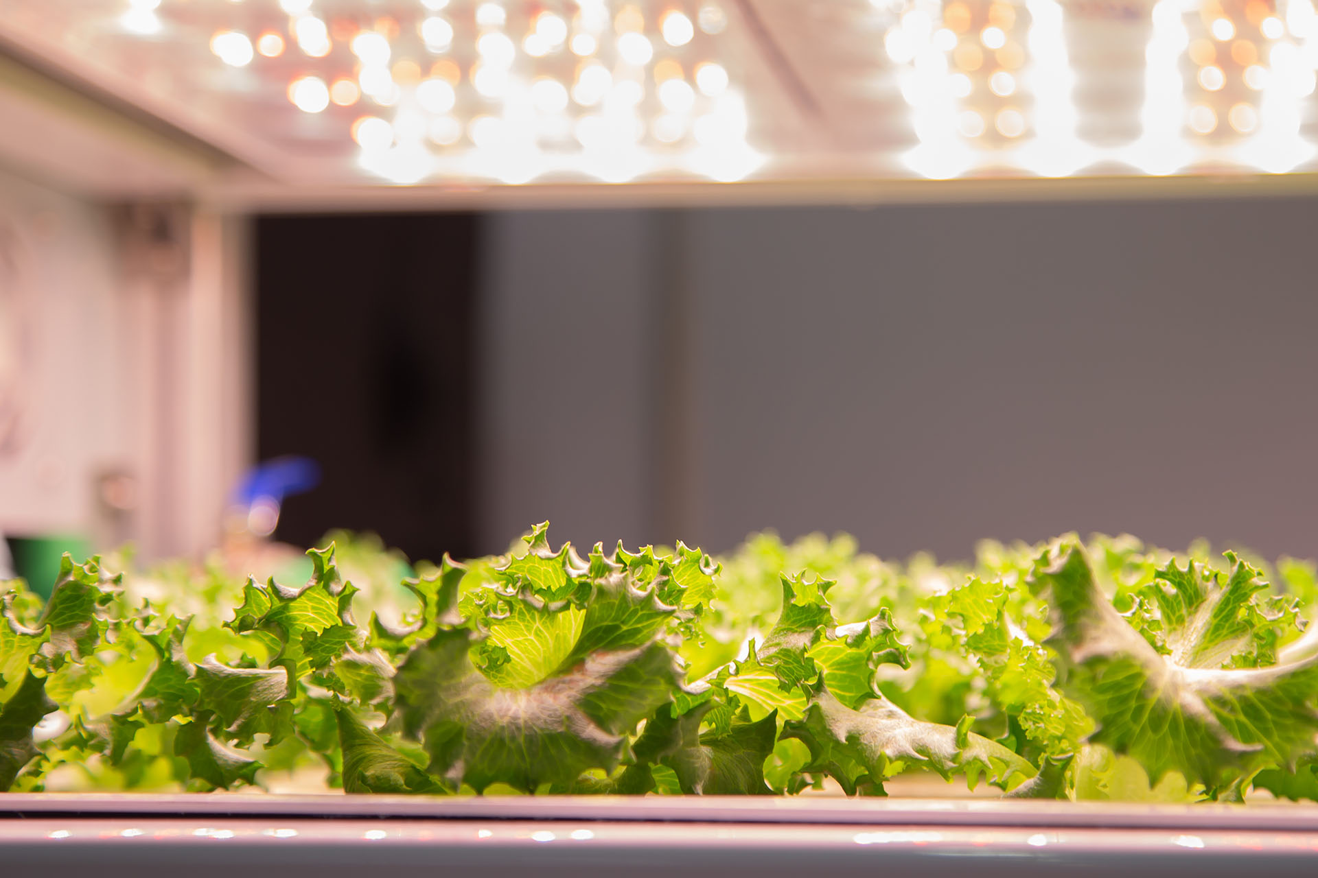 Éclairage agricole – Groupe Prodeal